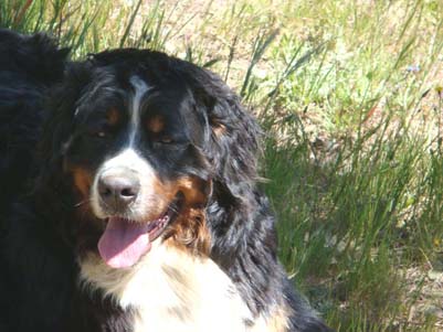 Indra Bernese Mountain dogs